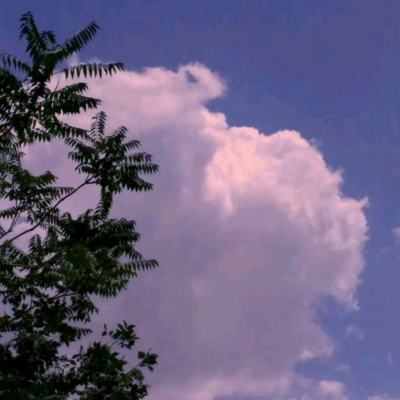 妮可的故事游戏(nico)下载